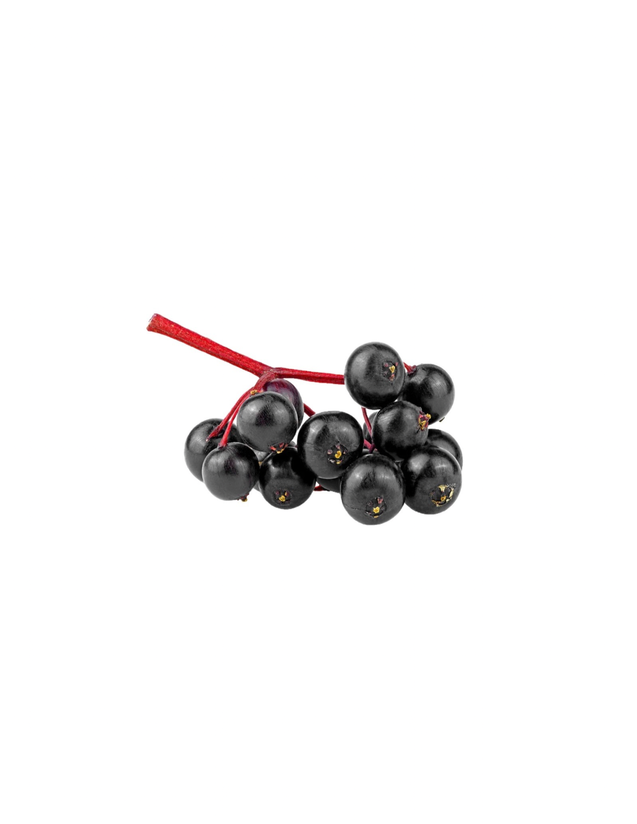 Elderberry Sea Moss